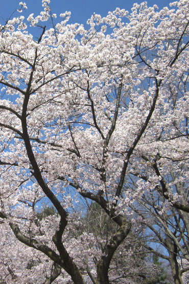 spring